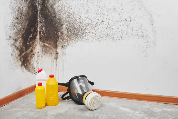 Best HVAC Mold Remediation in Monroe, WI