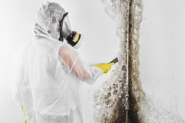 Best Preventive Mold Services in Monroe, WI