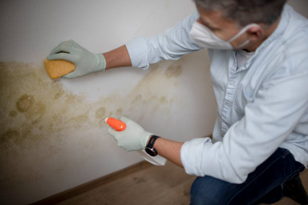 Best Basement Mold Remediation in Monroe, WI
