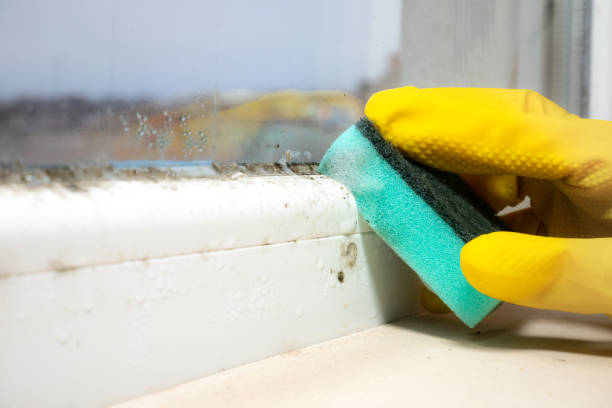 Best DIY Mold Remediation Support Services in Monroe, WI