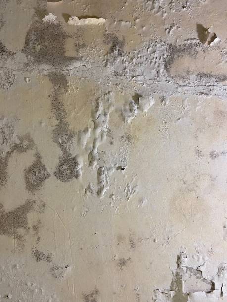 Best White Mold Remediation in Monroe, WI